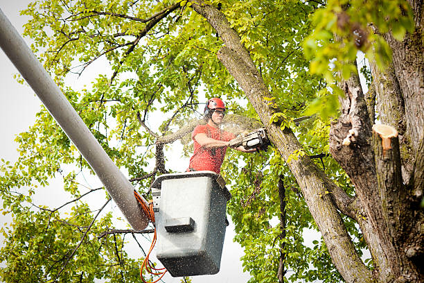 Trusted Nazareth College, NY Tree Removal Experts